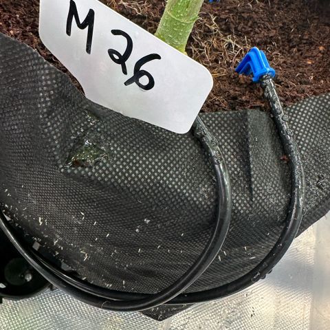 CxLAZ #16 50.72g growlog timeline photo