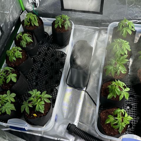 Misc x (LA Kush x Zkittles) #26 60.7g growlog timeline photo