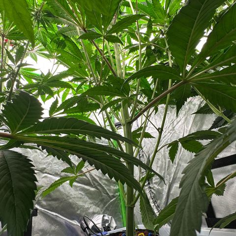 Misc x (LA Kush x Zkittles) #27 33.12g growlog timeline photo