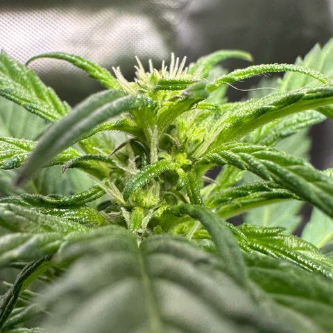 Auto Think Different  #1 growlog timeline photo