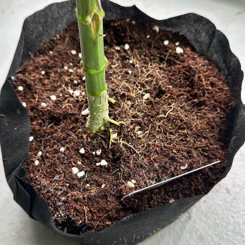 CxLAZ #16 50.72g growlog timeline photo