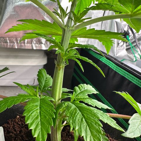 CxLAZ #16 50.72g growlog photo: Lollipoped