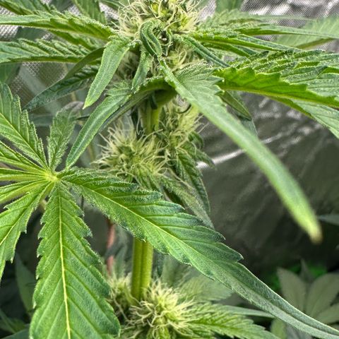 CxLAZ #24 37.13g growlog timeline photo