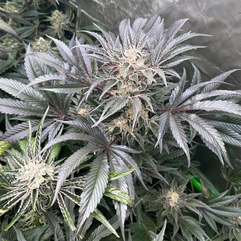 Misc x (LA Kush x Zkittles) #37 42.26g growlog timeline photo