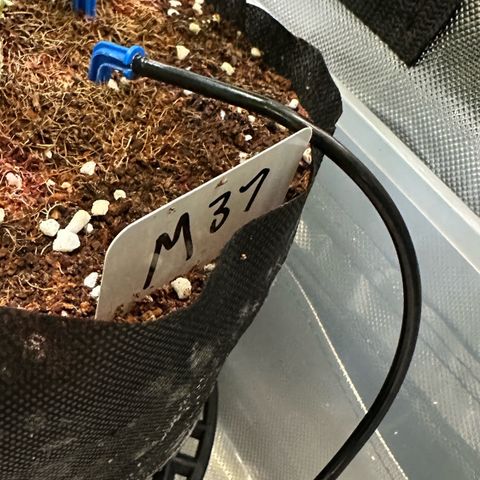 Misc x (LA Kush x Zkittles) #37 42.26g growlog timeline photo