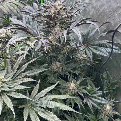 Misc x (LA Kush x Zkittles) #37 42.26g growlog timeline photo