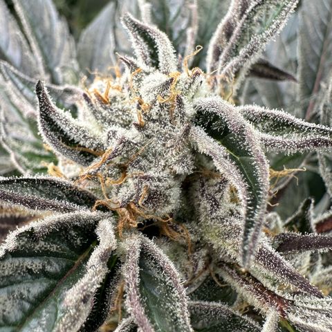 Misc x (LA Kush x Zkittles) #37 42.26g growlog timeline photo