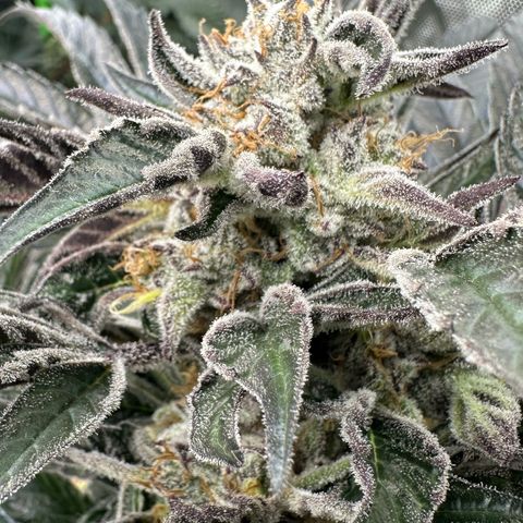 Misc x (LA Kush x Zkittles) #37 42.26g growlog timeline photo