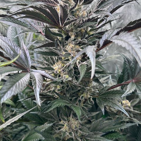 Misc x (LA Kush x Zkittles) #37 42.26g growlog timeline photo