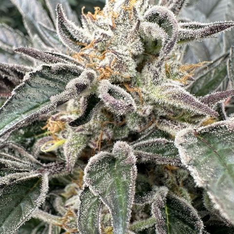 Misc x (LA Kush x Zkittles) #37 42.26g growlog timeline photo