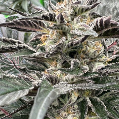 Misc x (LA Kush x Zkittles) #37 42.26g growlog timeline photo