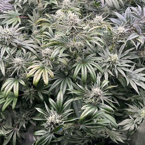 Misc x (LA Kush x Zkittles) #26 60.7g growlog timeline photo