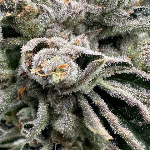 Misc x (LA Kush x Zkittles) #26 60.7g growlog timeline photo
