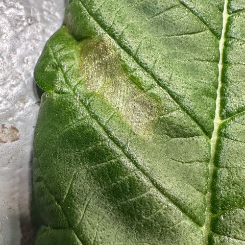 Misc x (LA Kush x Zkittles) #22 34.14g growlog photo: Weird spot on lower fan leaf touching coco of another plant. Smell is also very strong and good without touching plant and looks really resinous.