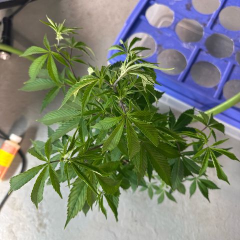 CxLAZ #15 C #1 growlog timeline photo
