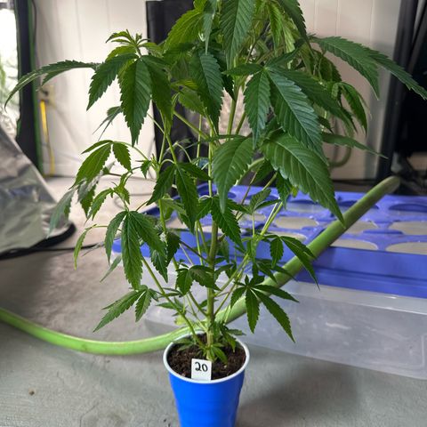 CxLAZ #20 C1 25g growlog timeline photo