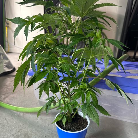 MiscxLAZ #37 C growlog timeline photo