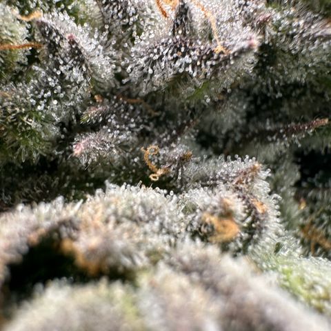 Misc x (LA Kush x Zkittles) #26 60.7g growlog timeline photo