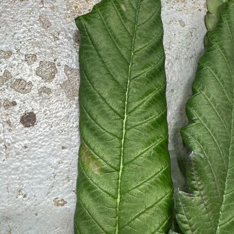 Misc x (LA Kush x Zkittles) #22 34.14g growlog photo: Weird spot on lower fan leaf touching coco of another plant. Smell is also very strong and good without touching plant and looks really resinous.