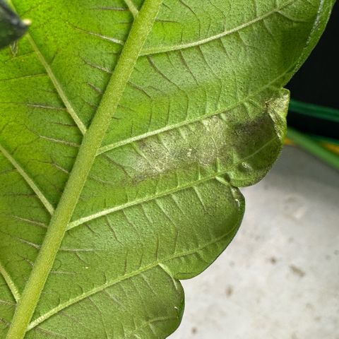 Misc x (LA Kush x Zkittles) #22 34.14g growlog photo: Weird spot on lower fan leaf touching coco of another plant. Smell is also very strong and good without touching plant and looks really resinous.
