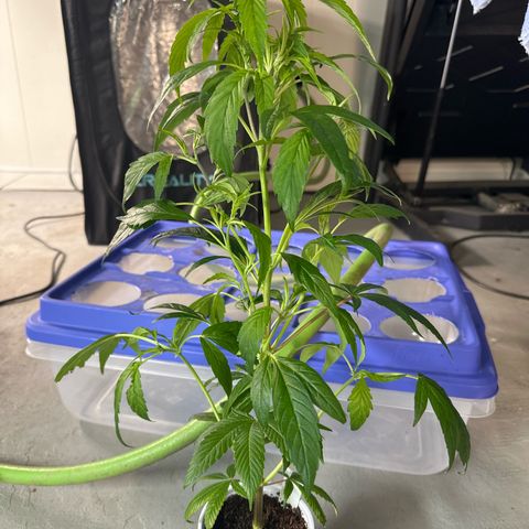 MiscxLAZ #26 C #2 growlog timeline photo