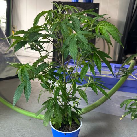 CxLAZ #31 C growlog timeline photo