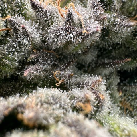 Misc x (LA Kush x Zkittles) #26 60.7g growlog timeline photo