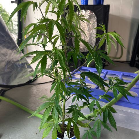 CxLAZ #15 C #1 growlog timeline photo