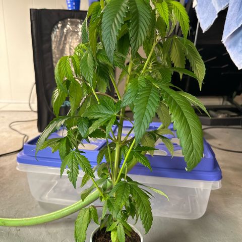 MiscxLAZ #27 C 39g growlog timeline photo