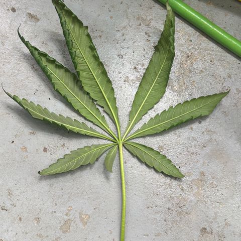 Misc x (LA Kush x Zkittles) #22 34.14g growlog photo: Weird spot on lower fan leaf touching coco of another plant. Smell is also very strong and good without touching plant and looks really resinous.