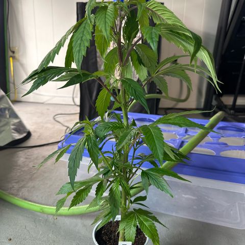 MiscxLAZ 5-4 34.63g growlog timeline photo