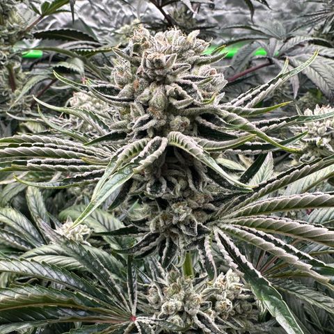 Misc x (LA Kush x Zkittles) #26 60.7g growlog timeline photo
