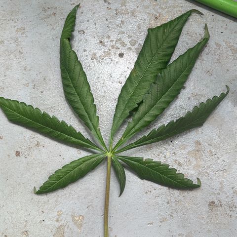 Misc x (LA Kush x Zkittles) #22 34.14g growlog photo: Weird spot on lower fan leaf touching coco of another plant. Smell is also very strong and good without touching plant and looks really resinous.