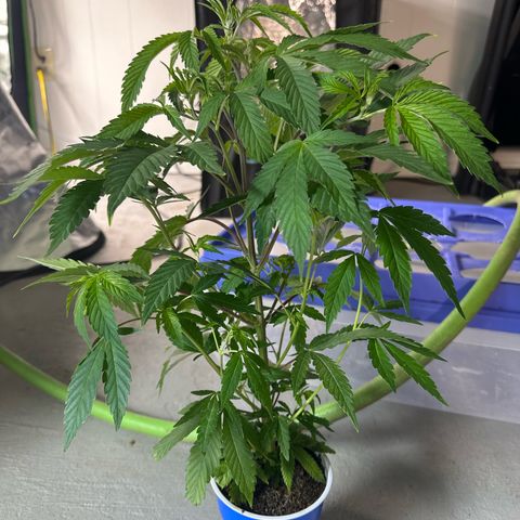 CxLAZ #31 C growlog timeline photo