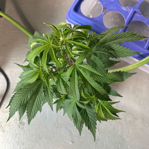 CxLAZ #31 C growlog timeline photo