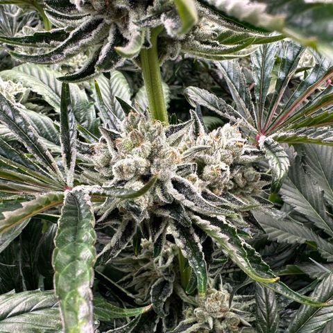 Misc x (LA Kush x Zkittles) #26 60.7g growlog timeline photo