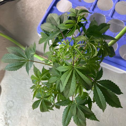 CxLAZ #20 C1 25g growlog timeline photo