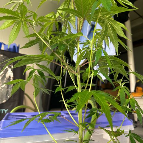 CxLAZ #15 C #1 growlog timeline photo