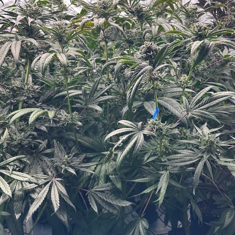 Misc x (LA Kush x Zkittles) #26 60.7g growlog timeline photo