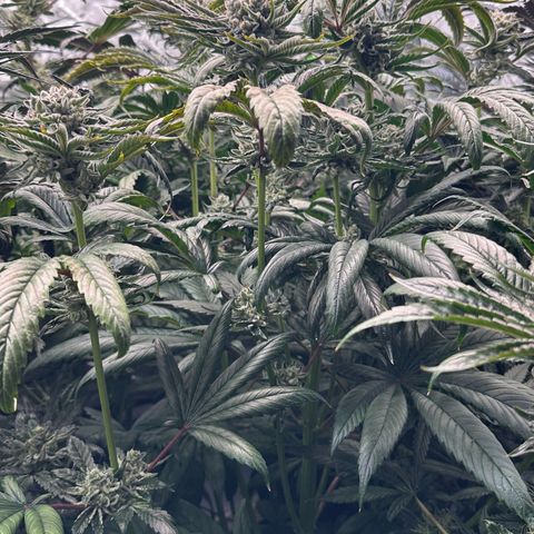 Misc x (LA Kush x Zkittles) #26 60.7g growlog timeline photo