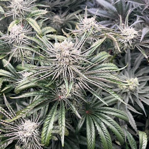Misc x (LA Kush x Zkittles) #26 60.7g growlog timeline photo