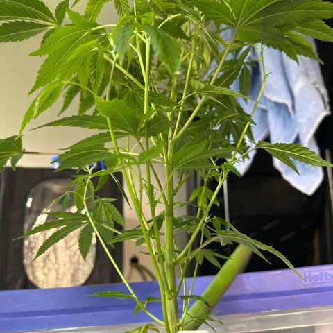 CxLAZ #20 C1 25g growlog timeline photo