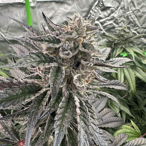 Misc x (LA Kush x Zkittles) #22 34.14g growlog timeline photo