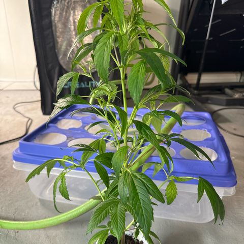 MiscxLAZ #26 C #2 growlog timeline photo