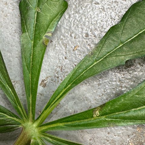 Misc x (LA Kush x Zkittles) #22 34.14g growlog photo: Weird spot on lower fan leaf touching coco of another plant. Smell is also very strong and good without touching plant and looks really resinous.