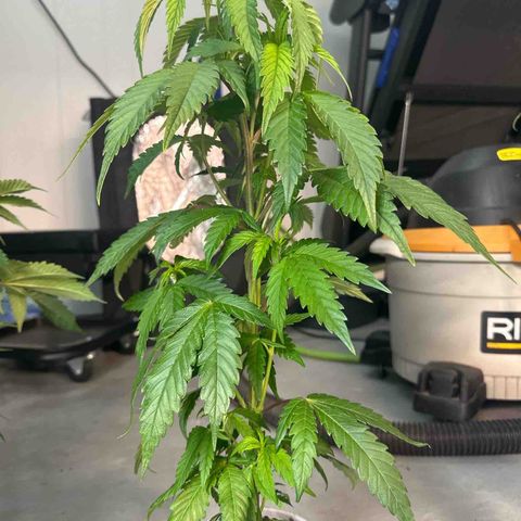 MiscxLAZ #22 C 42.33g growlog timeline photo