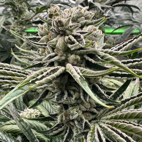Misc x (LA Kush x Zkittles) #26 60.7g growlog timeline photo
