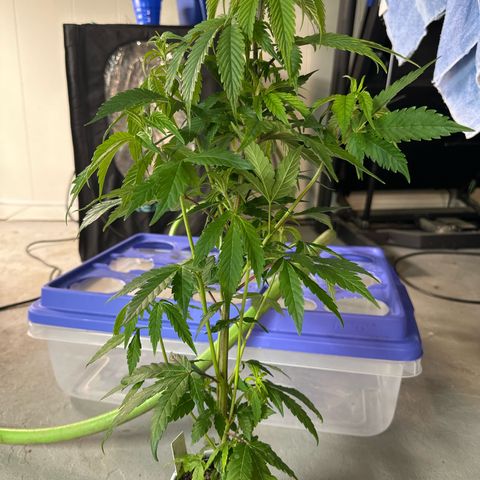 MiscxLAZ #29 C growlog timeline photo