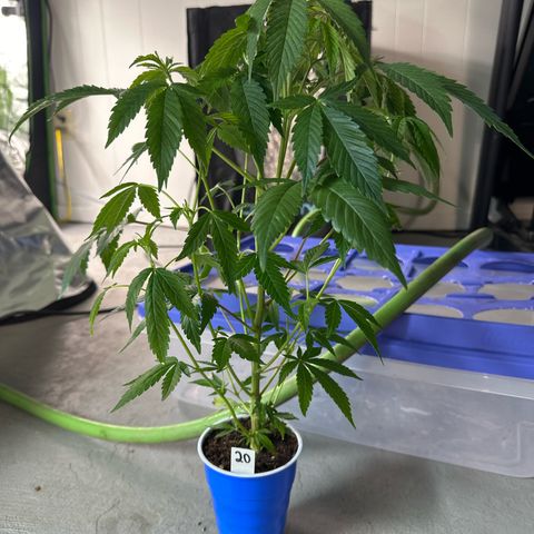 CxLAZ #20 C1 25g growlog timeline photo