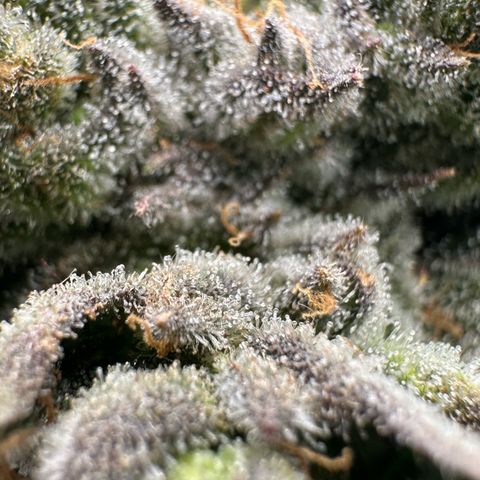Misc x (LA Kush x Zkittles) #26 60.7g growlog timeline photo
